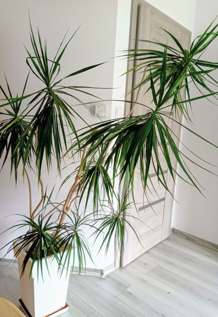 Duża roślina Dracena dracaena 180 cm