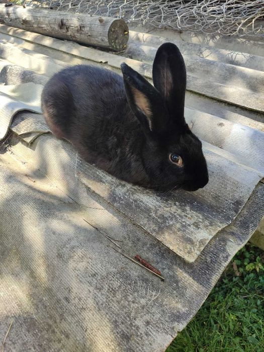 Продам кролі Славське