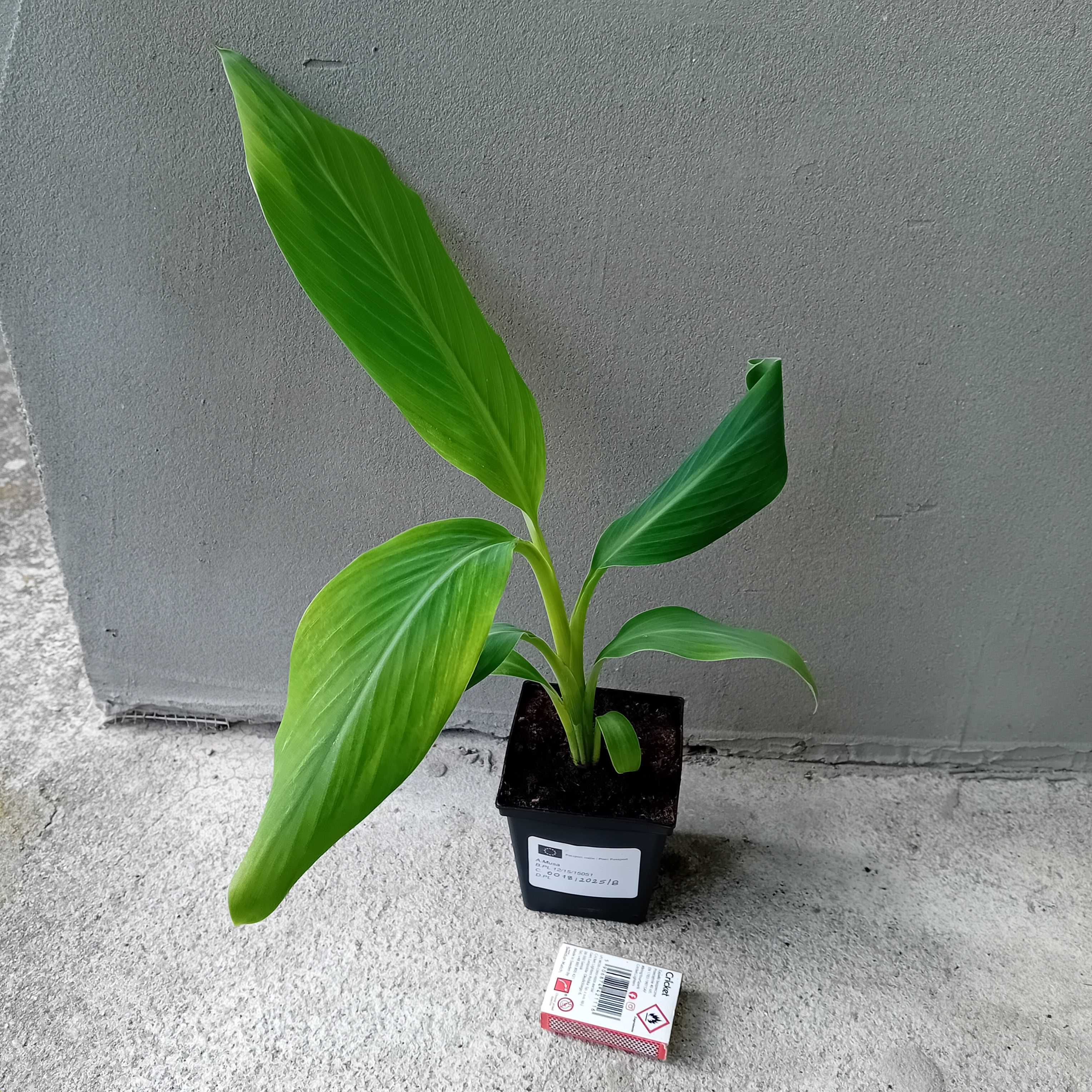 Bananowiec musa balbisiana +GRATISY