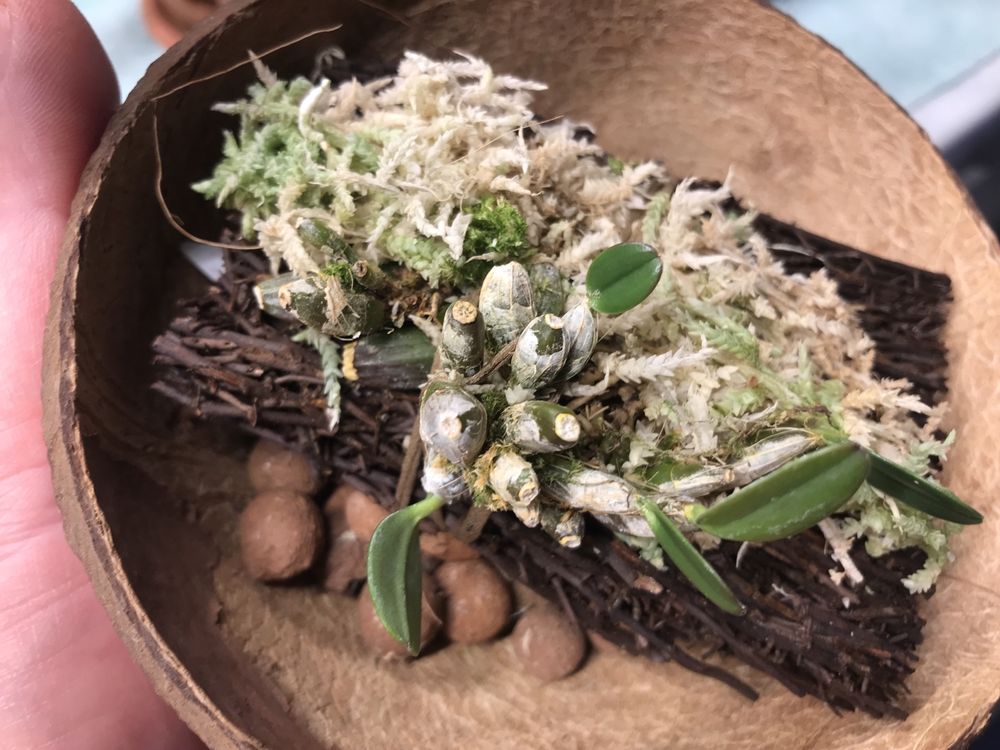 Dendrobium Jenkinsii*sib