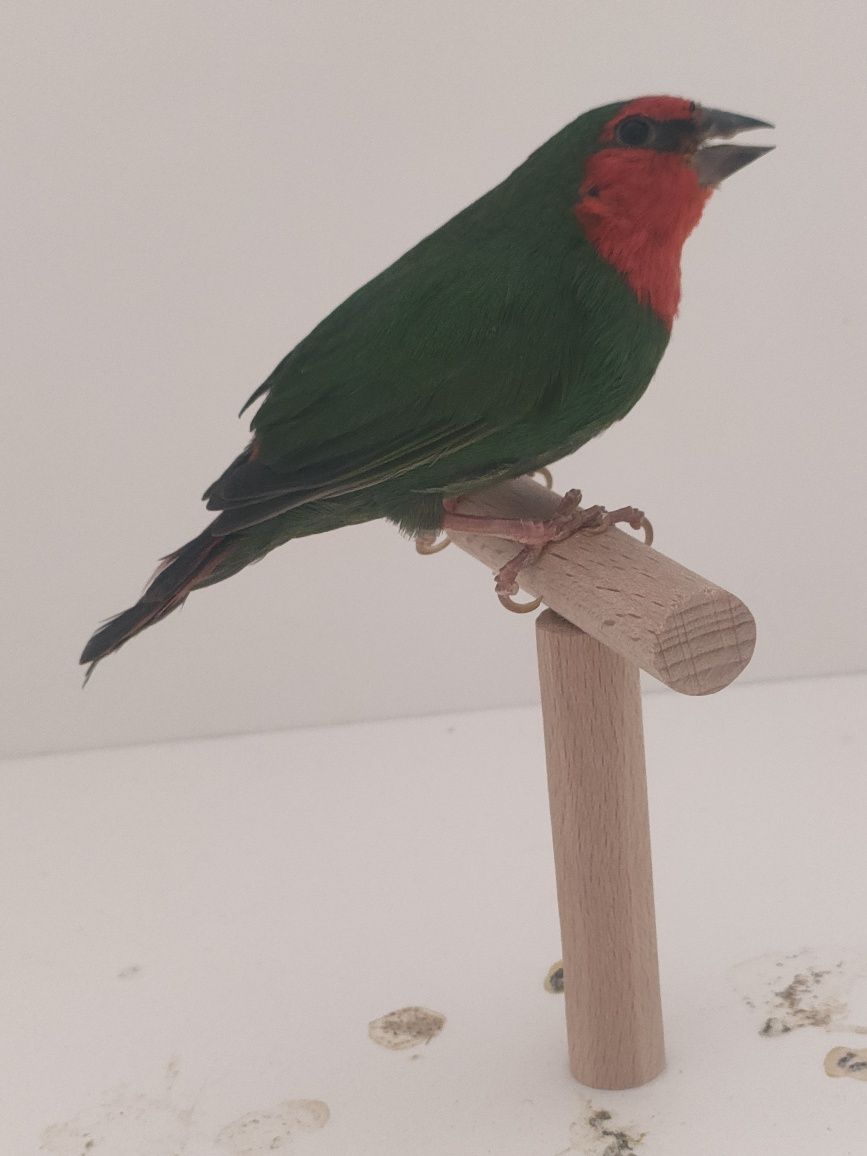 Fêmea diamante papagaio