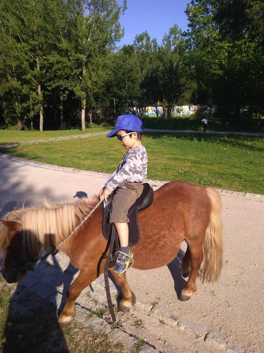 Pónei  Shetland  (Macho  Inteiro)   Montado e engatado