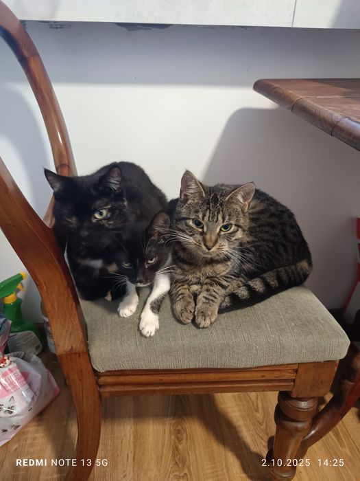 Bułeczka - piękna szylkretka szuka domku