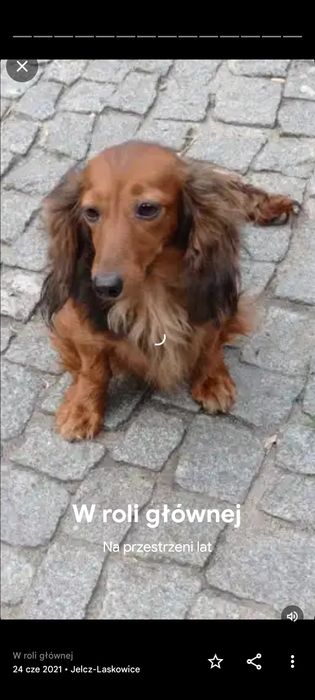 Jamniczka długowlosa królicza/ miniaturowa