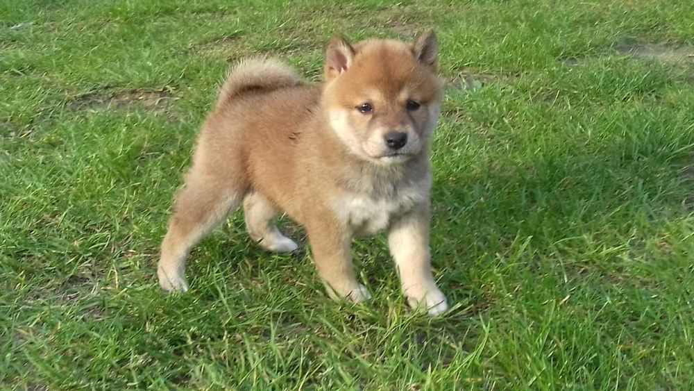 Shiba inu - szczenięta