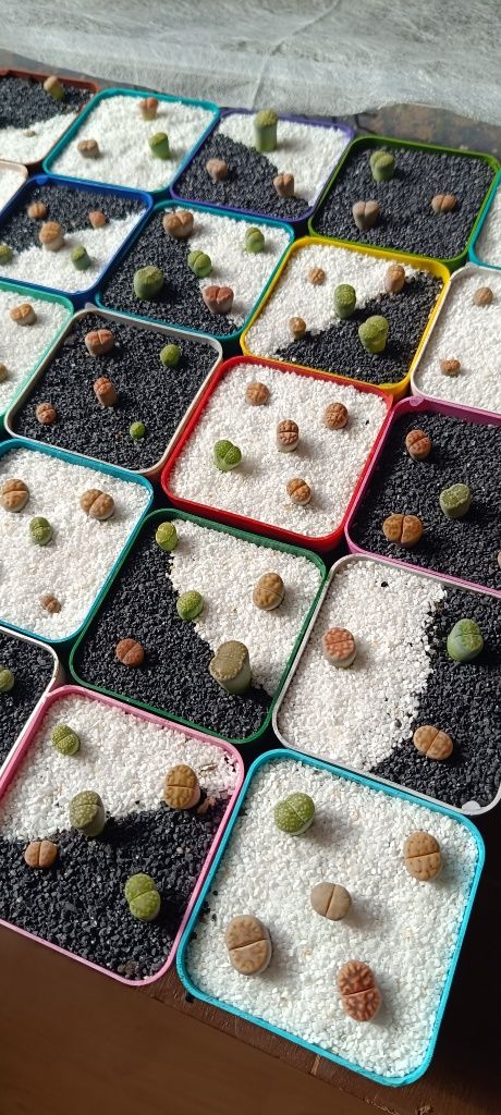 Літопси Lithops литопси