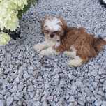 Sliczne shih tzu z rodowodem