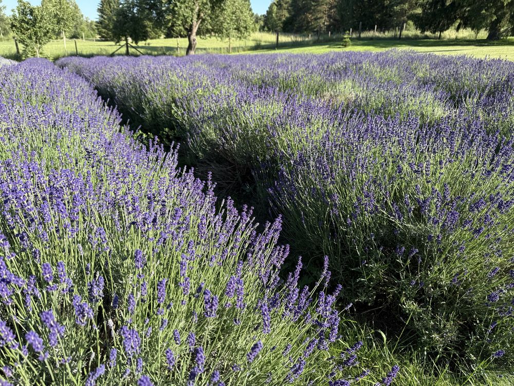 Świeże bukiety lawendowe Lawenda Hidcote 5szt.