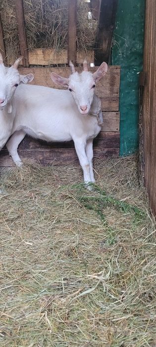 Sprzedam kozę i koziołka