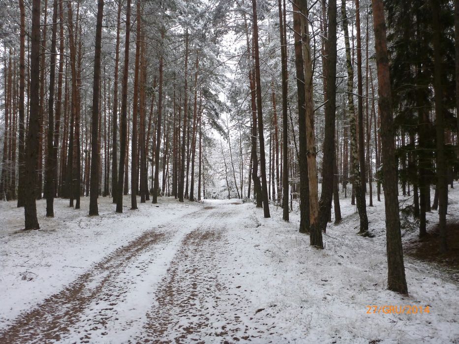 Drewno opałowe brzoza i sosna.