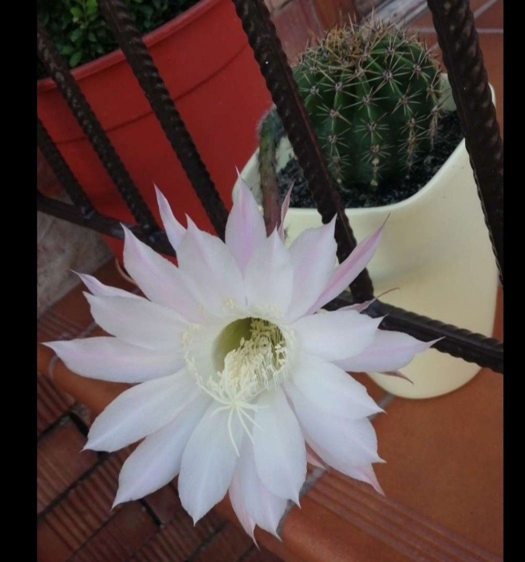 Kaktus duży okaz sadzonka piękny