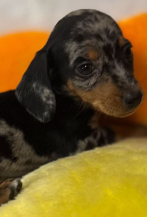 Jamnik króliczy/miniatura przecudna sunia piebald merle