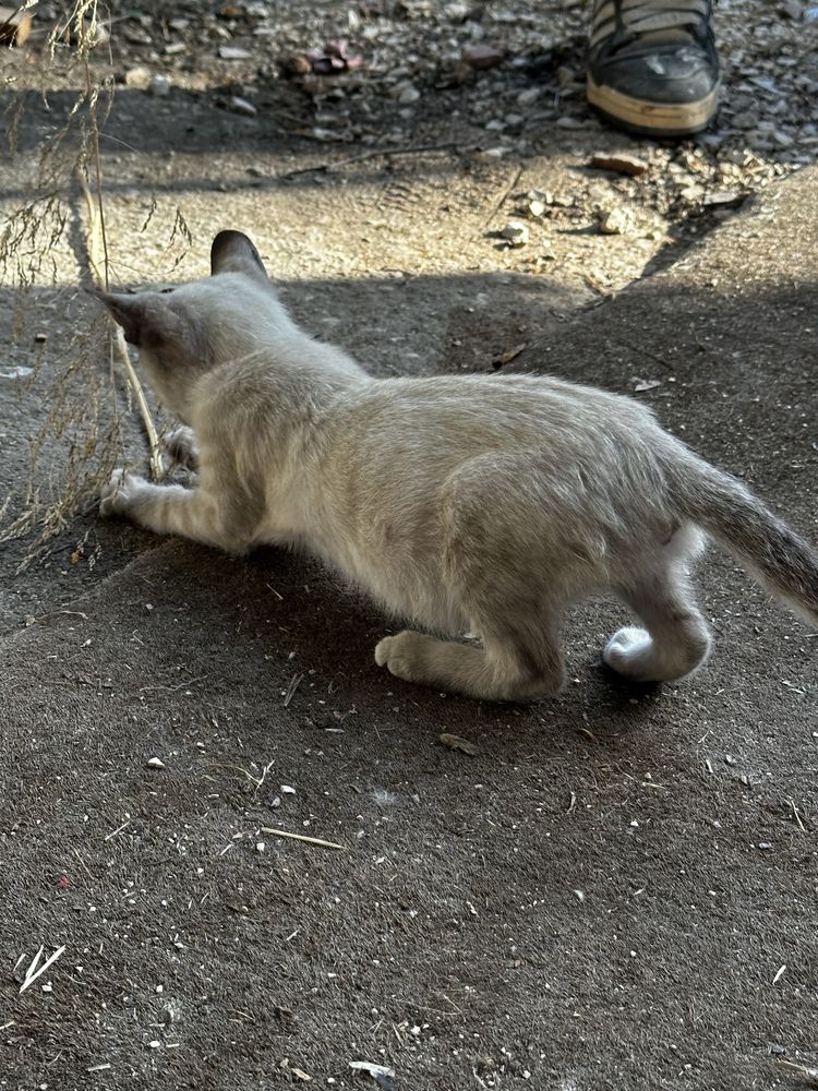 Gatinhos procuram familia :)