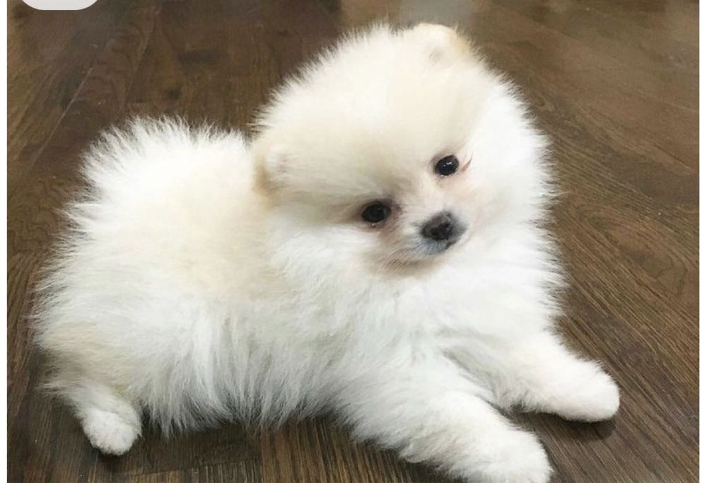 Spitz /lulu pomerania