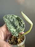 Scindapsus Hologram