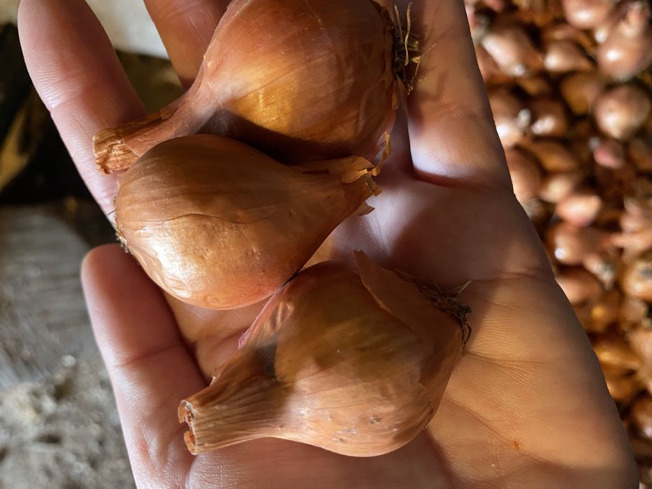 Шалот, кущівка цибуля на перо