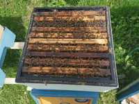 Pszczoły Produkcyjne Rodziny Pszczele na 10 Ramkach 20 rodzin