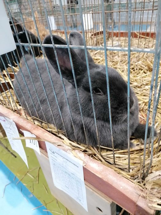 Króliki Wiedeńskie czarne niebieskie