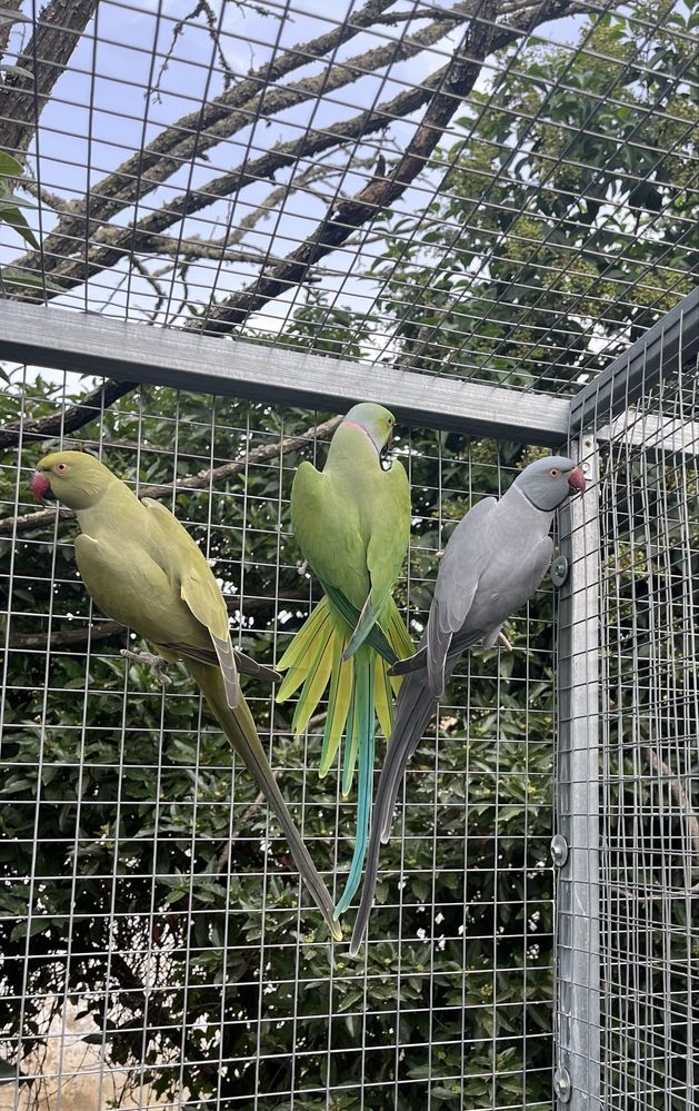 Ring necks.