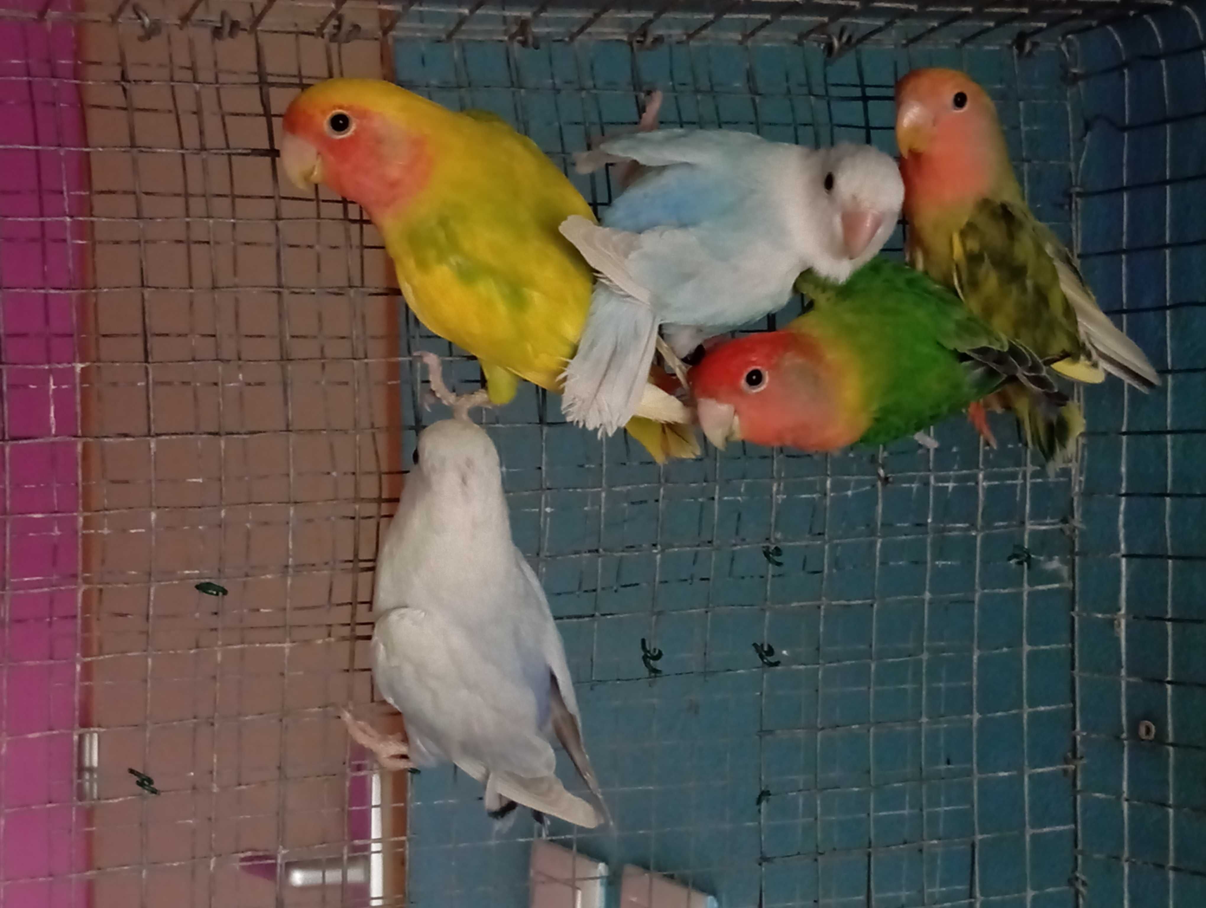 Agapórnis Roseicollis Longfeather, para cedência ou troca!!!
