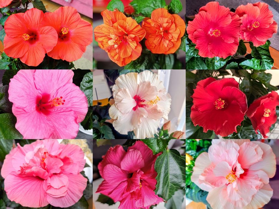 Hibiskusy róże chińskie różne kolory odmiany piękne duże kwiaty