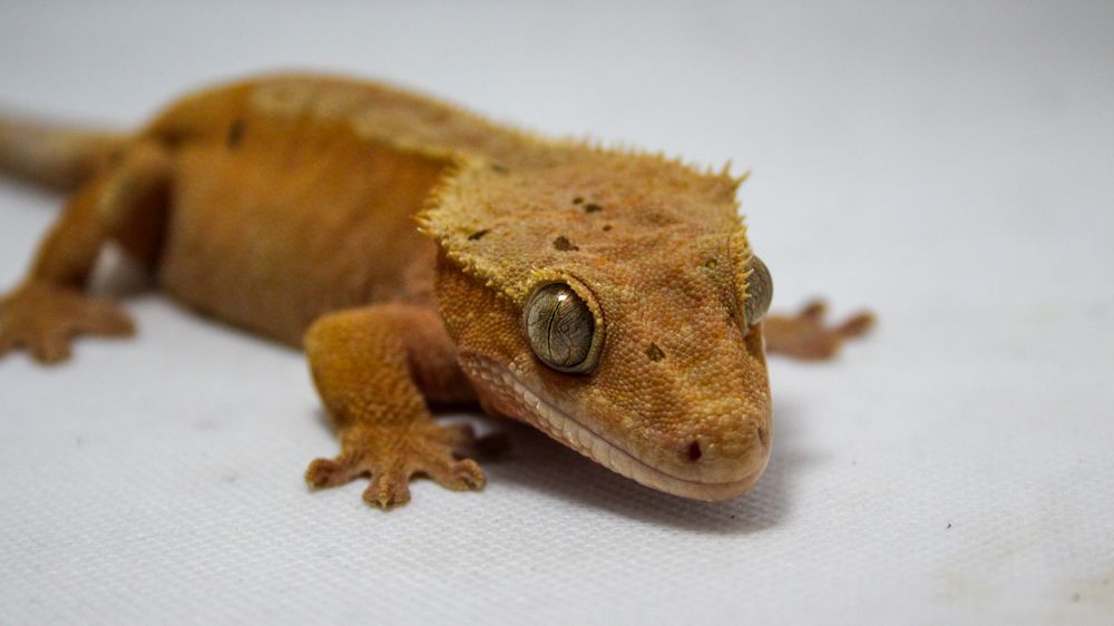 gekona orzęsionego SAMIEC red