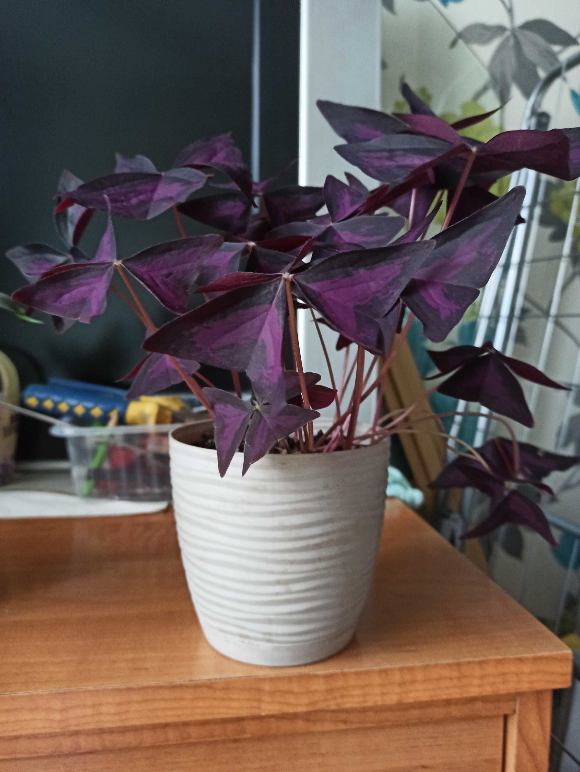 Pilea ,sansewieria, szczawik - kwiaty doniczkowe
