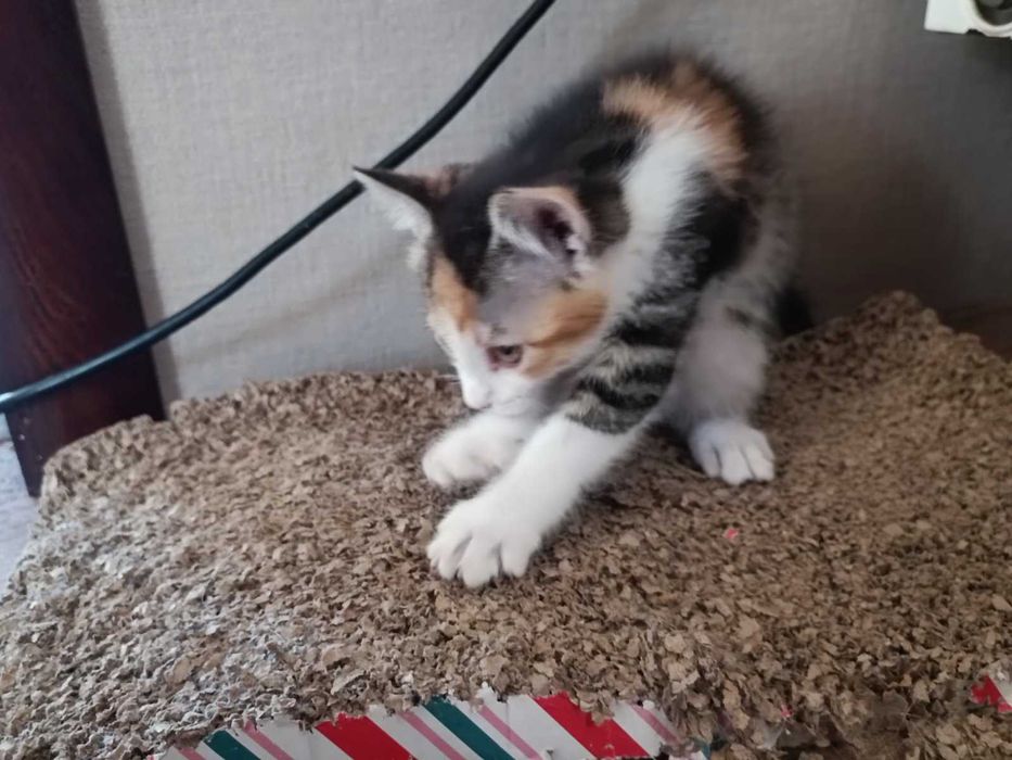 Кошеня в гарні дбайливі руки