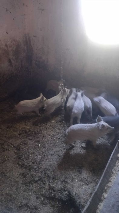 Свині венгерська мангалиця