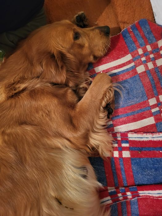 Maluszki ciemno złote Golden Retriever