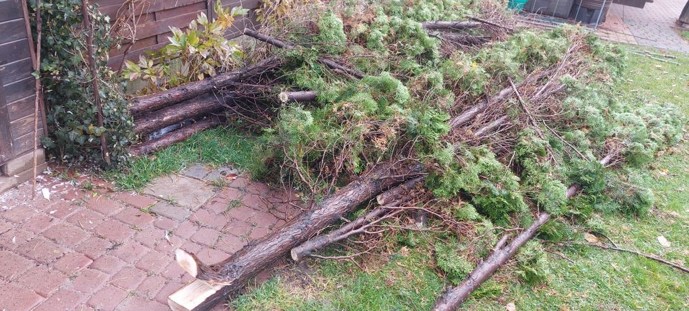 drewno za darmo oddam