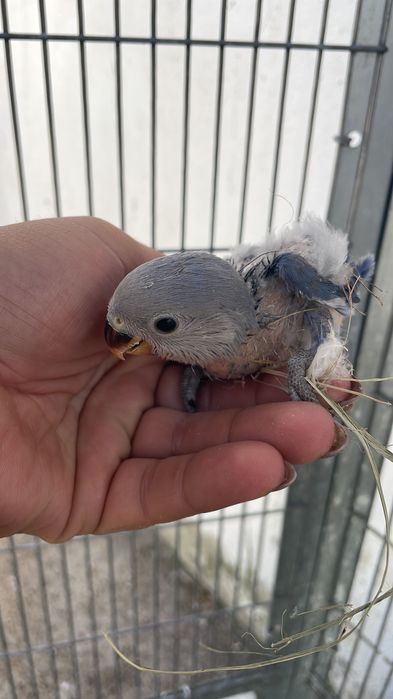 Agapornis roseicollis para acabar de criar a mão