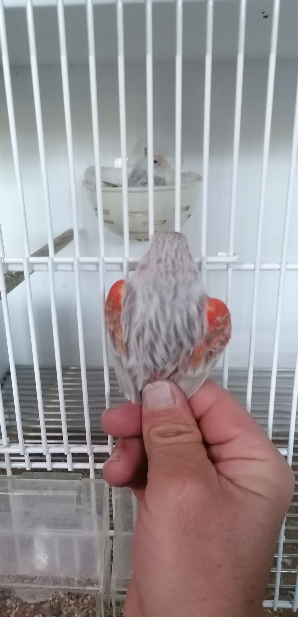 Canário Ágata Opala