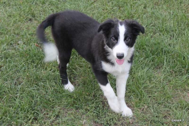 Border Collie - sprzedam slicznego pieska