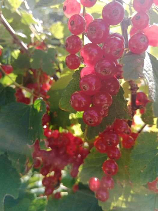 Porzeczka czerwona eko