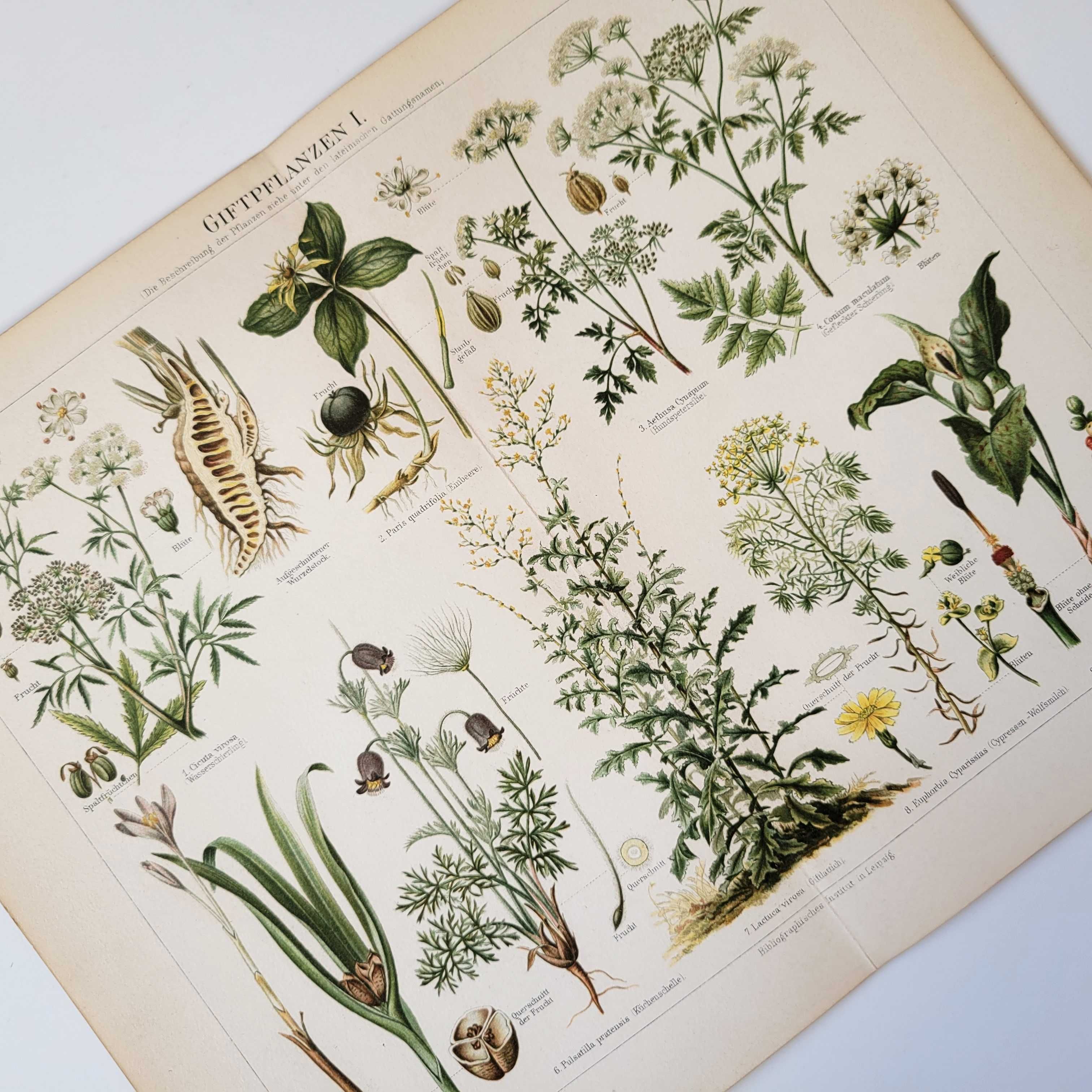 Ядовитые растения Старинная литография 1895 Германия Meyers Цветы