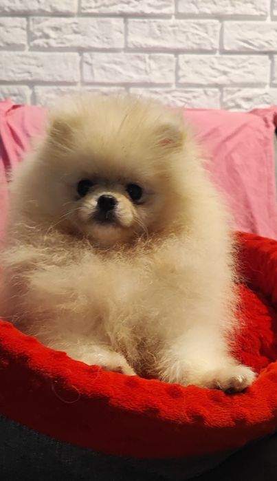 Sunia 4,5m-ca typ misia pomeranian