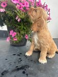 Cocker spaniel angielski