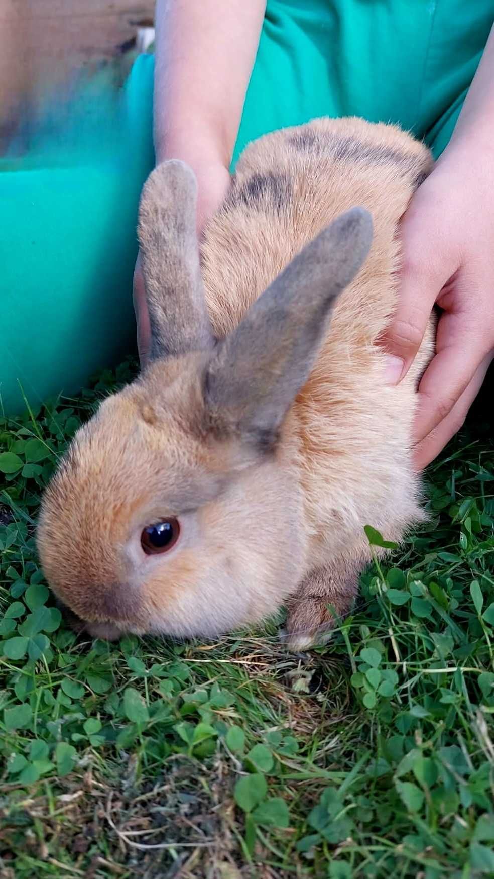 Krolik miniaturka kolorowy samiec samczyk