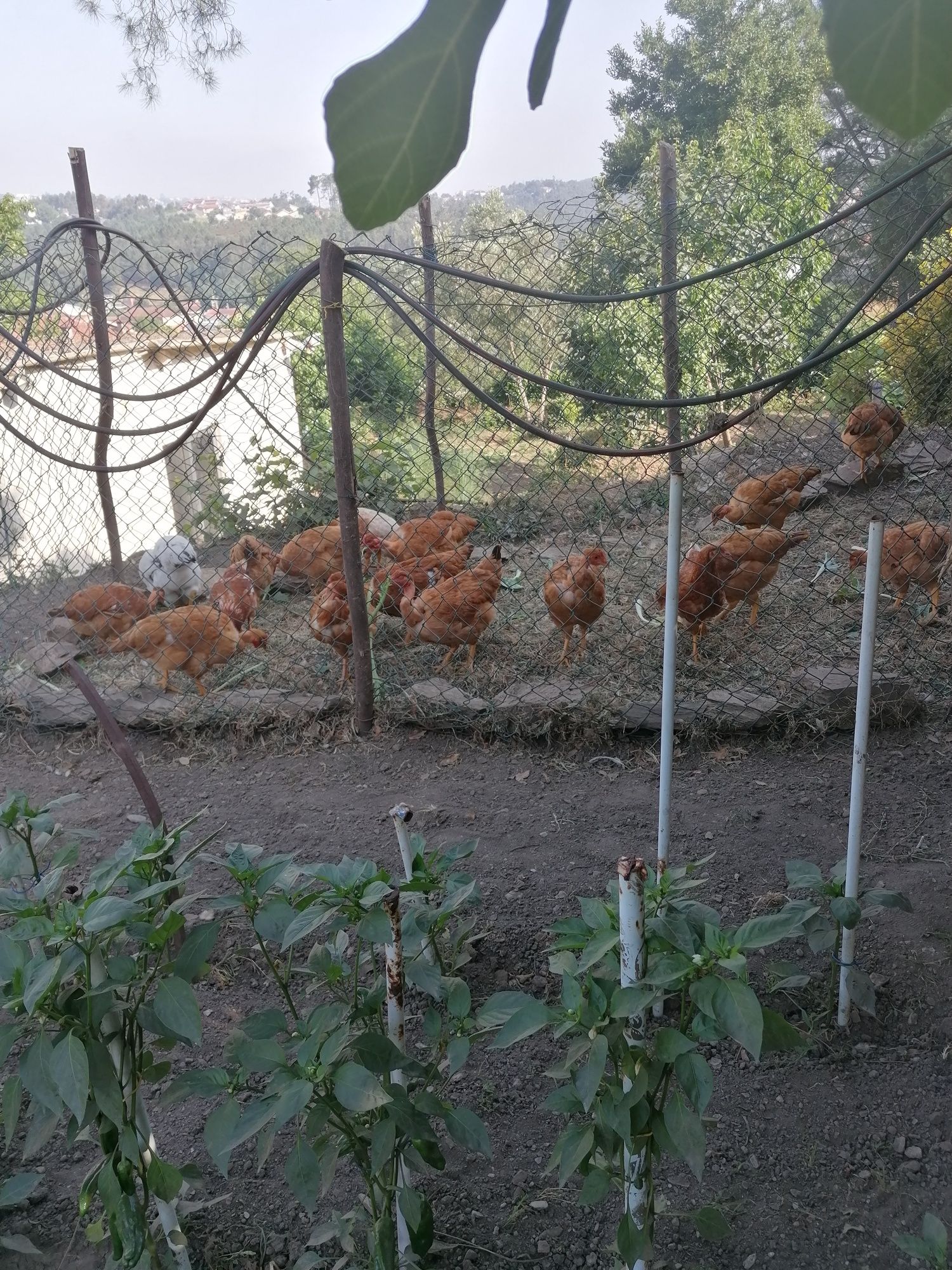 Vendo frango caseiros