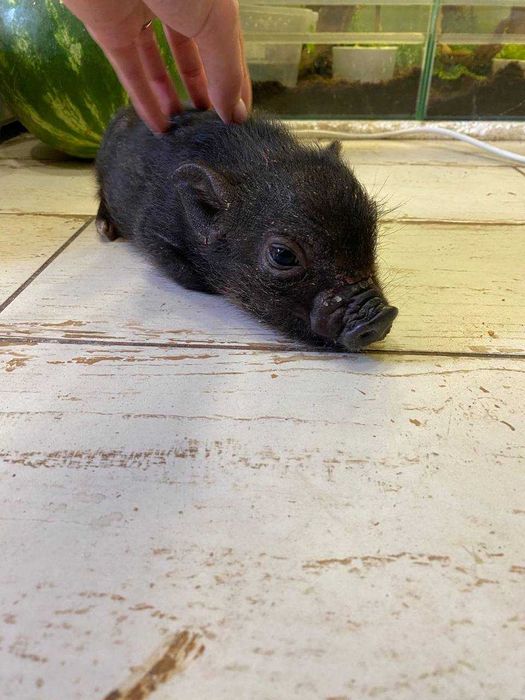 Милые мини пиги для дому, карликовые свинки очень умные