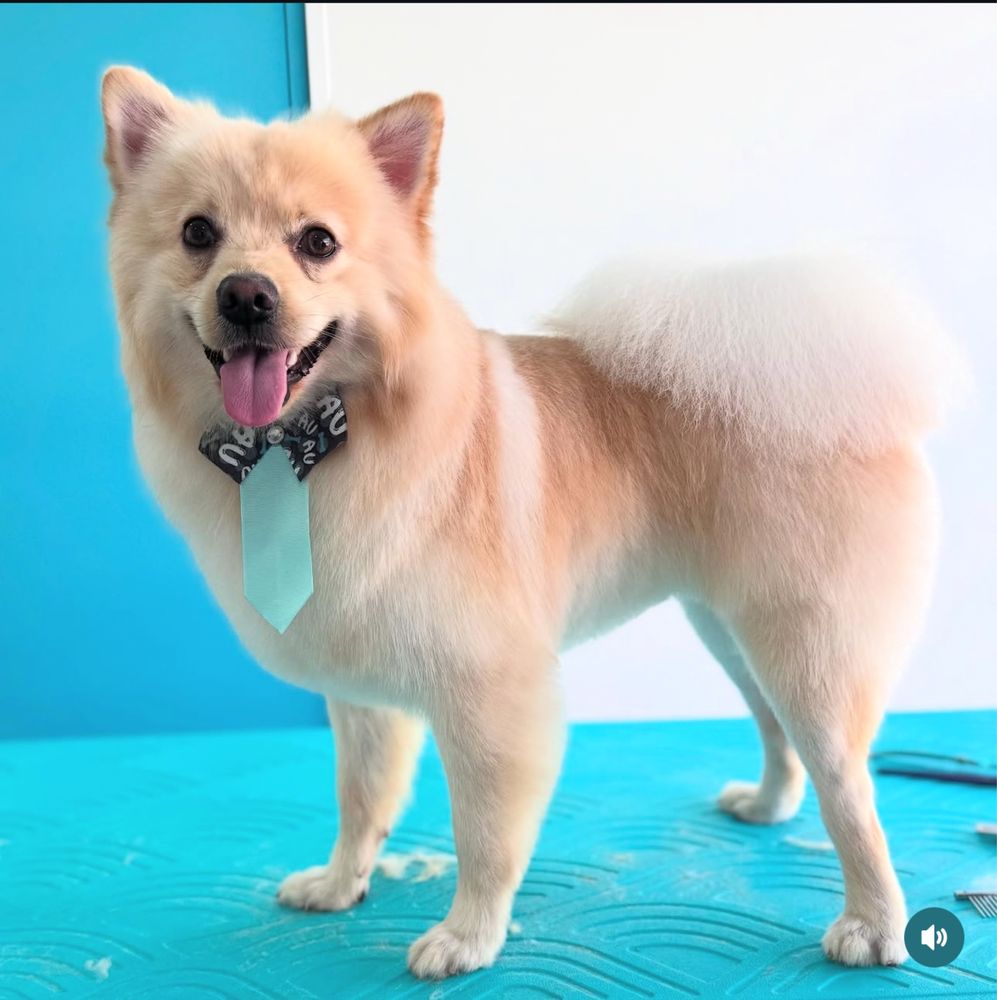 MyDog Petgrooming