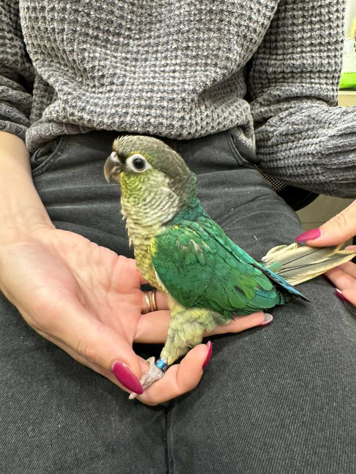 Папуга Піррура кольорові пташенята - зелений, ананас, синій та ін.