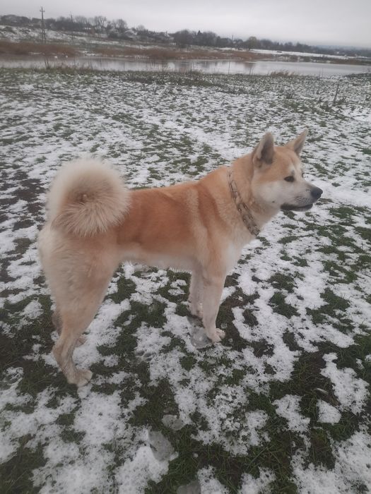 Кабель Акита іну .