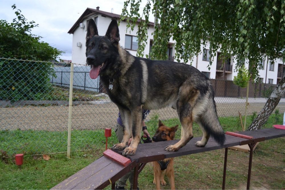 Шукаємо дівчинку для в’язки