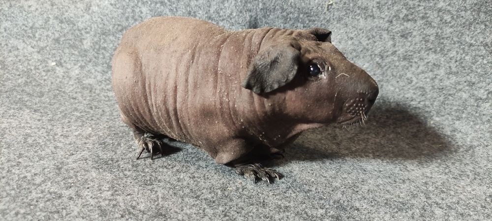 Świnka morska cavia skinny Baldwin US Teddy z hodowli