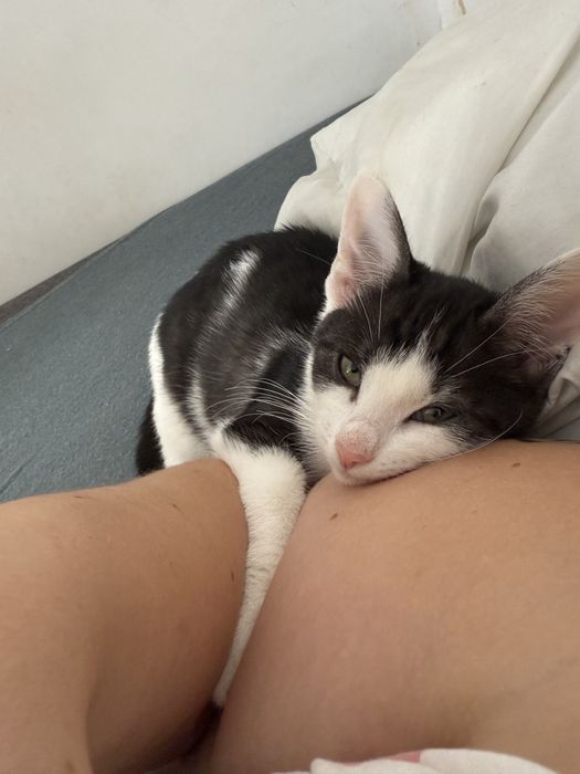 Oddam kotki w dobre rece