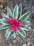 Vendo varios tipos de Flores plantas para  jardim,  bremelias