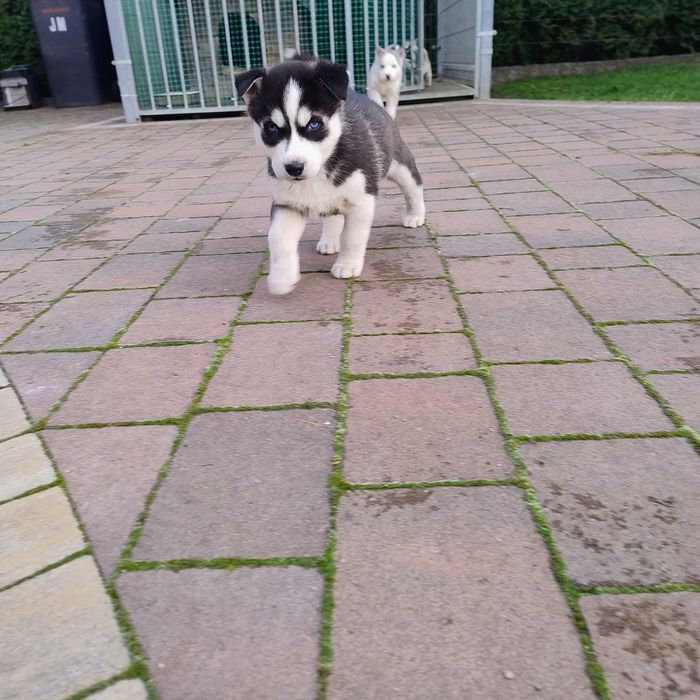 Szczeniaki Syberian Husky