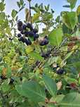 Aronia  krzewy sadzonki